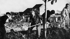 Vì sao ngày 11.1 gắn với Tết trồng cây của Bác Hồ? 