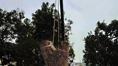 Hồi sinh gốc cây xà cừ đổ do bão Yagi, gửi gắm thông điệp hồi sinh từ vũ trụ