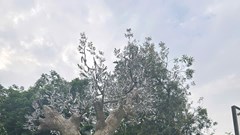 Hồi sinh cây xà cừ 70 năm tuổi bị đổ do bão Yagi thành tác phẩm nghệ thuật 