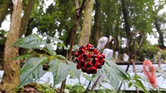 Từ Vàng xanh núi rừng đến Trung tâm công nghiệp dược liệu