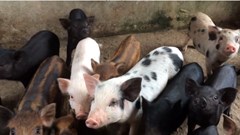 Dịch tả lợn châu Phi bùng phát: Nông hộ lao đao vì sinh kế