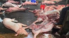 Bài 1: Lỗ hổng “chết người” và sự sụp đổ của thành trì kiểm dịch