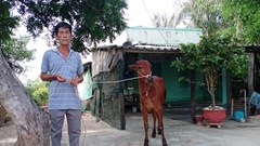 Huyện Ninh Hải triển khai đa dạng sinh kế để người dân thoát nghèo