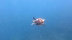 Phát hiện cá thể rùa tại Khu bảo tồn biển Hòn Mun, vịnh Nha Trang