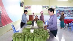 Trồng măng tây xanh ở xã An Hải giúp đồng bào Chăm thoát nghèo