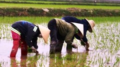 Đầu Xuân đi cấy