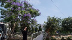 Bâng khuâng phượng tím tháng Ba