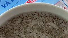 Ninh Thuận: Lần đầu tiên xuất khẩu 2 triệu con tôm giống chân trắng sang Hàn Quốc