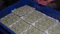 Khánh Hòa: Kiểm tra phát hiện 9 tấn thực phẩm đông lạnh không rõ nguồn gốc 