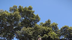 Cận cảnh cây cổ thụ hàng trăm năm tuổi bên miếu thờ Trịnh Phong