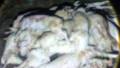 Bắt quả tang lò mổ “tử thần” xẻ thịt hàng trăm con lợn chết, bệnh 