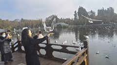 Đến Côn Minh chiêm ngưỡng hàng vạn chim hải âu tung cánh 