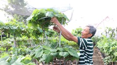 Khánh Hòa:  “Chạy đua” hồi sinh nho cảnh, kịp cung ứng thị trường Tết 2026