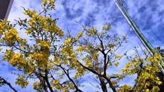 Khánh Hòa: Rạo rực sắc Xuân, rạng rỡ phố biển