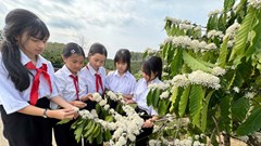 Quảng Ngãi: Sắc Xuân trên những nương cà phê Đăk Hà