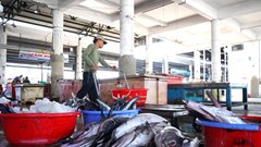 Khánh Hòa: Ngư dân hối hả vươn khơi, đón “lộc biển” đầu năm