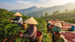 Giá cà phê hôm nay 11.8: Nội địa đứng giá cao, quốc tế lập kỷ lục mới