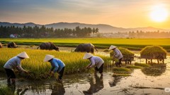 Giá nông sản hôm nay 11/8: Lúa gạo đi ngang, cà phê và hồ tiêu bứt phá