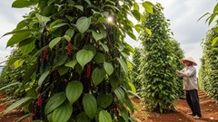 Giá nông sản hôm nay 12.8.2025: Cà phê lập đỉnh mới, hồ tiêu duy trì cao