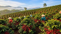 Giá cà phê hôm nay 12.8.2025: Trong nước tiếp đà tăng nhẹ, thế giới giữ sóng mạnh