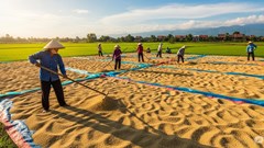 Giá nông sản hôm nay 13.8.2025: Cà phê và hồ tiêu bật tăng, lúa gạo duy trì ổn định