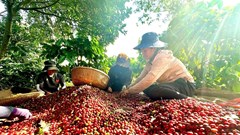 Giá cà phê hôm nay 17.8.2025: Nội địa cao kỷ lục, thế giới tăng mạnh