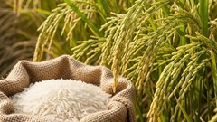 Giá nông sản hôm nay 19.8.2025: Cà phê tăng, hồ tiêu neo cao, lúa gạo ổn định