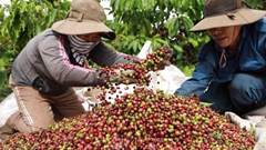 Giá cà phê hôm nay 20.8.2025: Trong nước ổn định, thế giới bật tăng mạnh