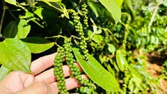 Giá nông sản hôm nay 21.8.2025: Hồ tiêu ổn định, gạo nhích nhẹ