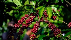 Giá cà phê hôm nay 22.8.2025: Trong nước khan hàng, quốc tế tăng vọt