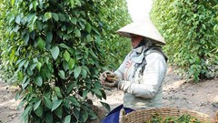 Giá nông sản hôm nay 22.8.2025: Cà phê tăng tiếp, hồ tiêu phục hồi, gạo ổn định