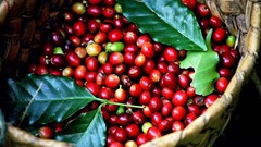 Giá cà phê hôm nay 24.8.2025: Trong nước lập đỉnh, thế giới bứt phá mạnh