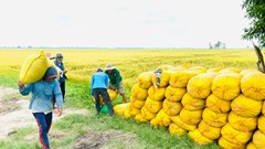 Giá nông sản hôm nay 24.8.2025: Hồ tiêu tiếp đà tăng, cà phê giữ kỷ lục, gạo ổn định