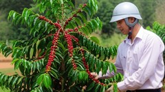 Giá cà phê hôm nay 25.8.2025: Nội địa vững vàng, quốc tế tăng tốc