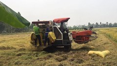 Giá nông sản hôm nay 25.8.2025: Hồ tiêu khởi sắc, cà phê giữ đỉnh