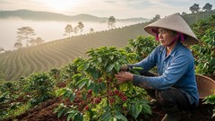 Giá cà phê hôm nay 26.8.2025: Trong nước giảm, thế giới giữ đà tăng