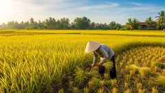 Giá nông sản hôm nay 26.8.2025: Gạo giảm nhẹ, tiêu lập đỉnh