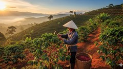 Giá cà phê hôm nay 27.8.2025: Trong nước giữ đỉnh, quốc tế phân hóa