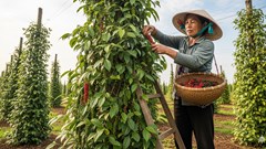 Giá hồ tiêu hôm nay 27.8.2025: Tăng nhẹ, neo ở mức cao, xuất khẩu vững mạnh