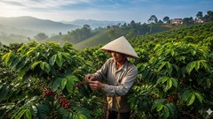 Giá cà phê hôm nay 29.8.2025: Thị trường sôi động, dự báo còn tăng