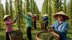 Giá hồ tiêu hôm nay 28.8.2025: Ổn định cao, tạo vùng giá thuận lợi