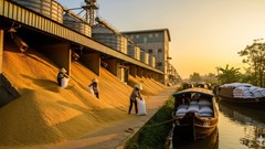 Giá gạo hôm nay 29.8.2025: Xuất khẩu giữ đỉnh