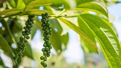 Giá hồ tiêu hôm nay 7.9.2025: Ổn định sau chuỗi tăng