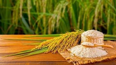 Giá lúa gạo hôm nay 7.9.2025: Nội địa giảm, xuất khẩu giữ vững