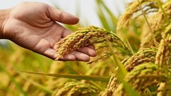 Giá lúa gạo hôm nay 8.9.2025: Lúa trong nước nhích nhẹ, xuất khẩu gặp khó