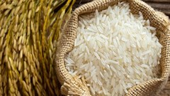 Giá lúa gạo hôm nay 9.9.2025: Ít giao dịch, giá cơ bản giữ nguyên