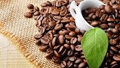 Giá cà phê hôm nay 10.9.2025: Trong nước giữ giá, quốc tế trái chiều