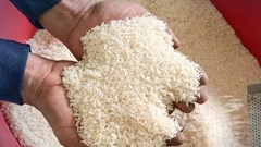 Giá lúa gạo hôm nay 11.9.2025: Giao dịch chậm, giá đi ngang