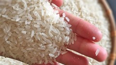 Giá lúa gạo hôm nay 12.9.2025: Giá lúa giữ vững, gạo thơm xuất khẩu gặp khó