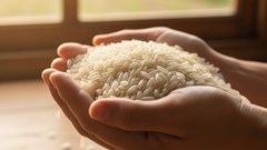 Giá lúa gạo hôm nay 13.9.2025: Nội địa ổn định, xuất khẩu gặp thử thách